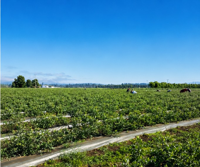 Campo de arándanos en la región del Maule